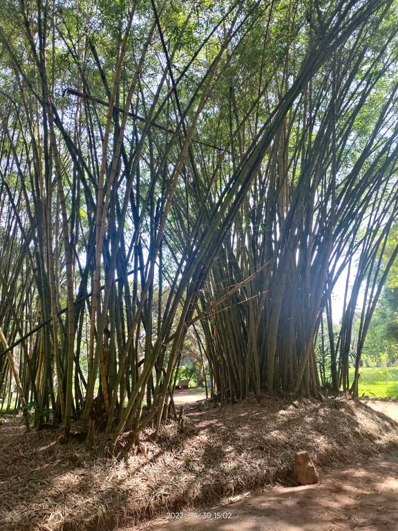Botanical Garden