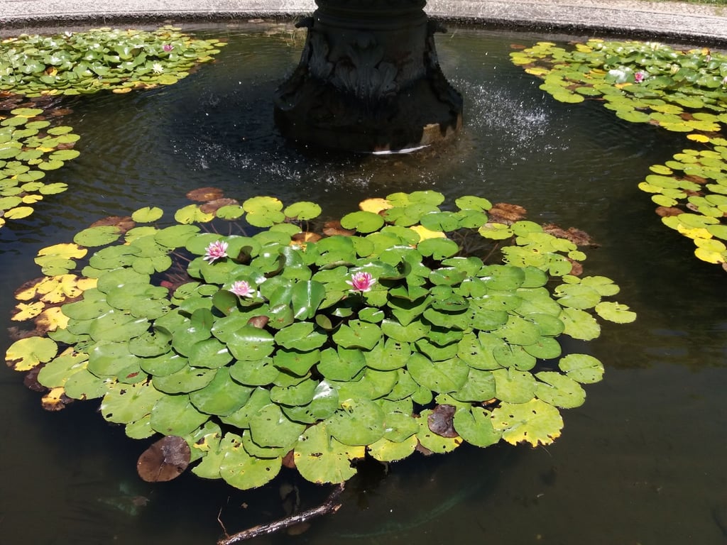 Botanical Garden & Japanese Garden