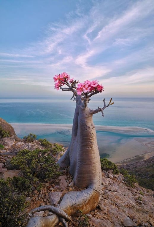 Bottle Tree Valley