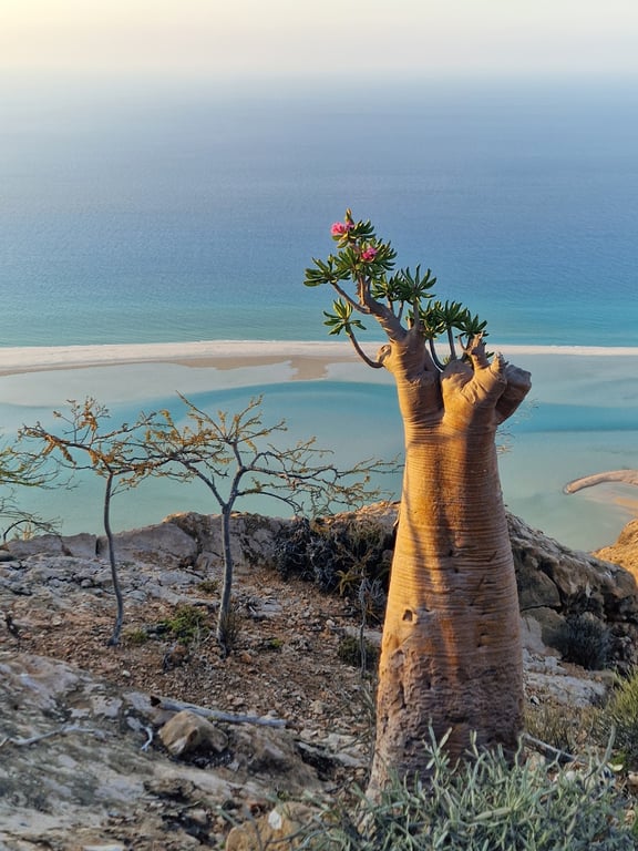 Bottle Tree Valley