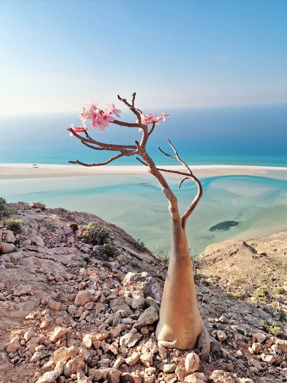 Bottle Tree Valley