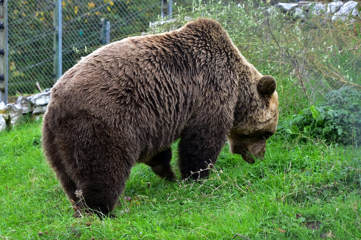 Brown Bear Sanctuary