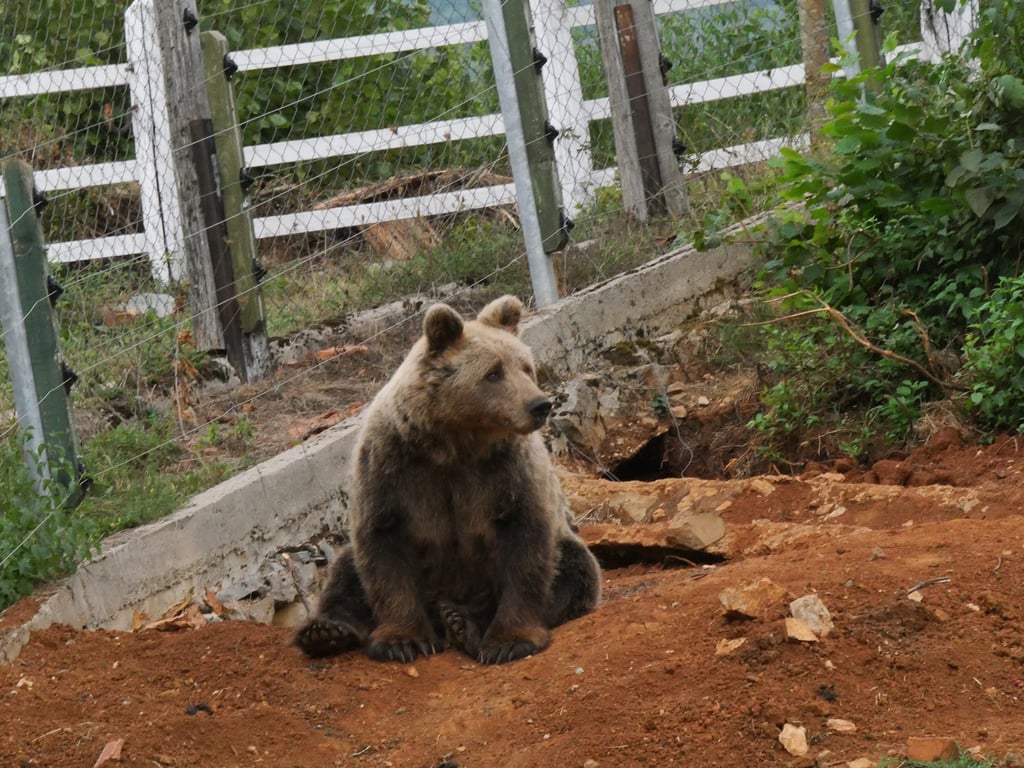 Brown Bear Sanctuary