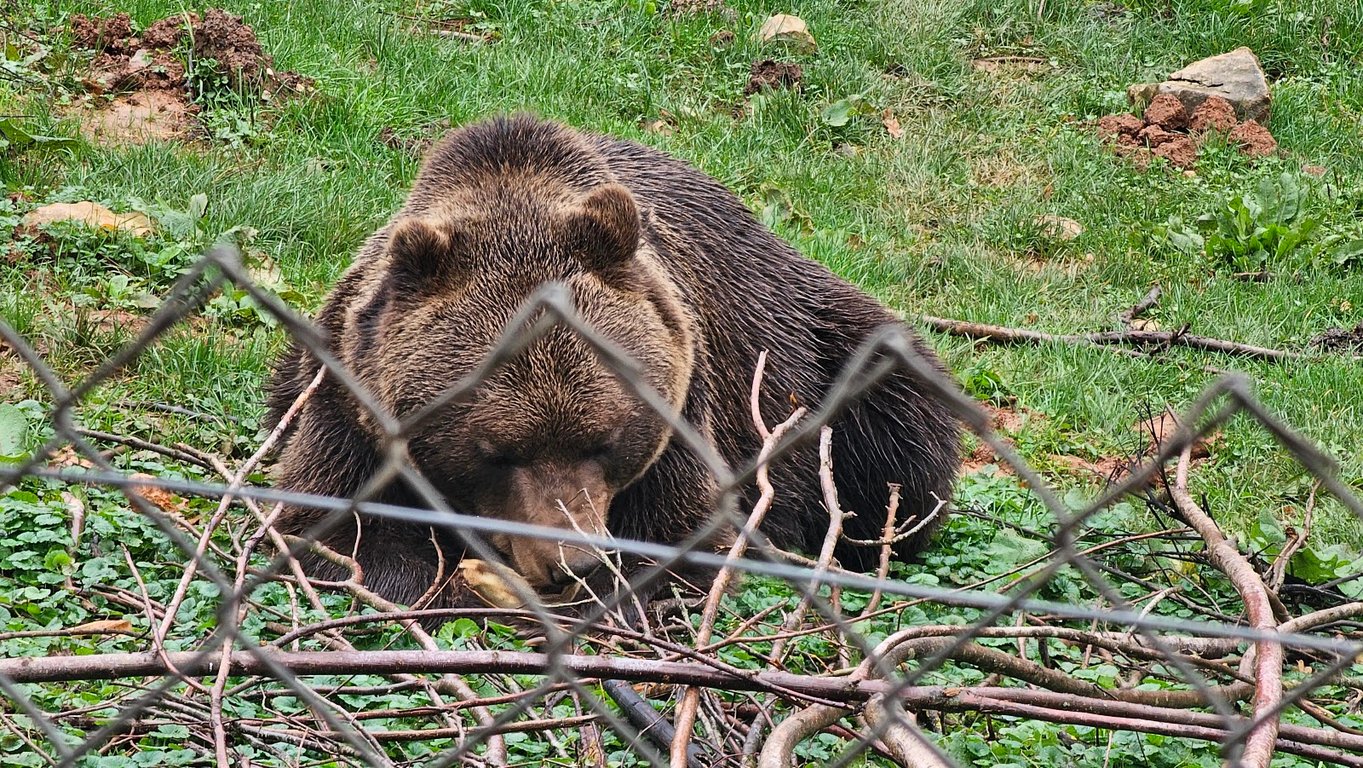 Brown Bear Sanctuary