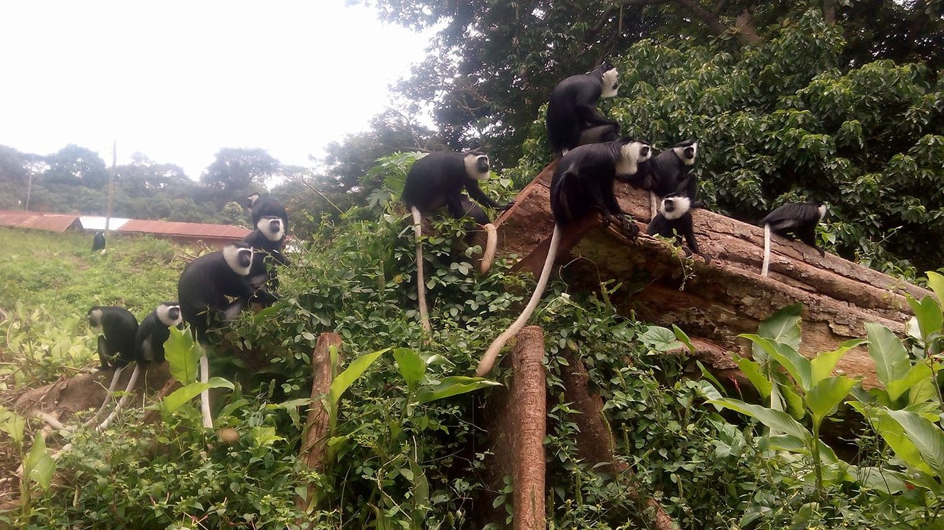 Buabeng-Fiema Monkey Sanctuary