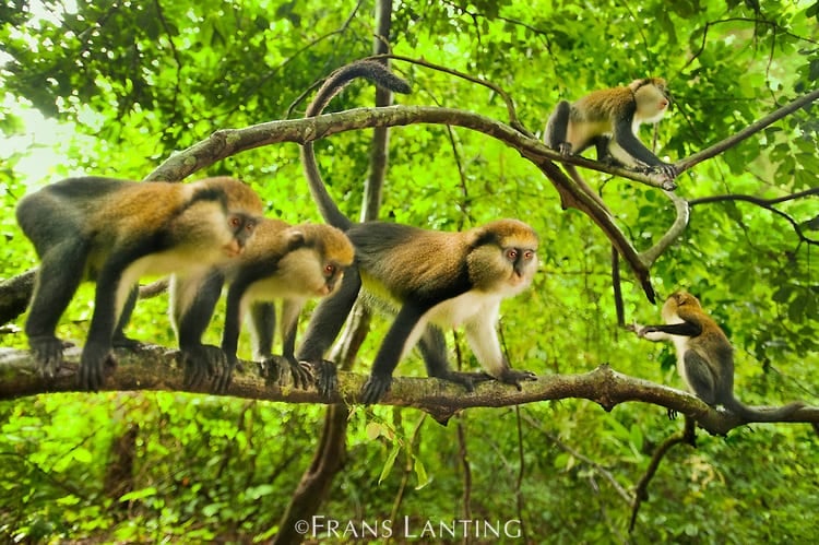 Buabeng-Fiema Monkey Sanctuary