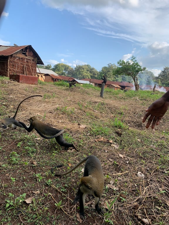 Buabeng-Fiema Monkey Sanctuary