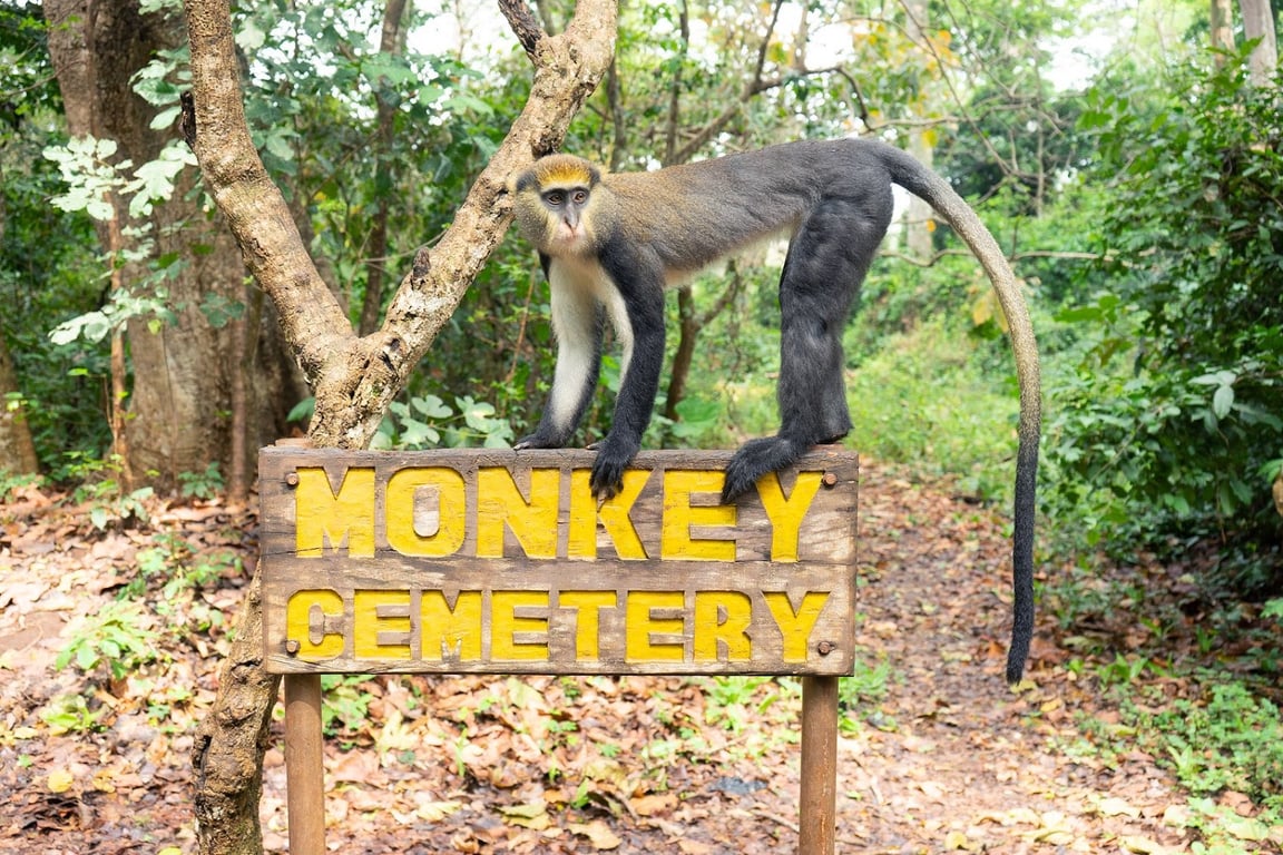 Buabeng-Fiema Monkey Sanctuary