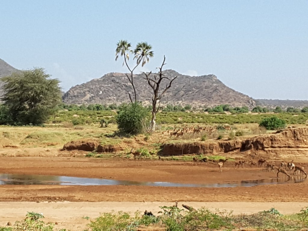 Buffalo Springs National Reserve