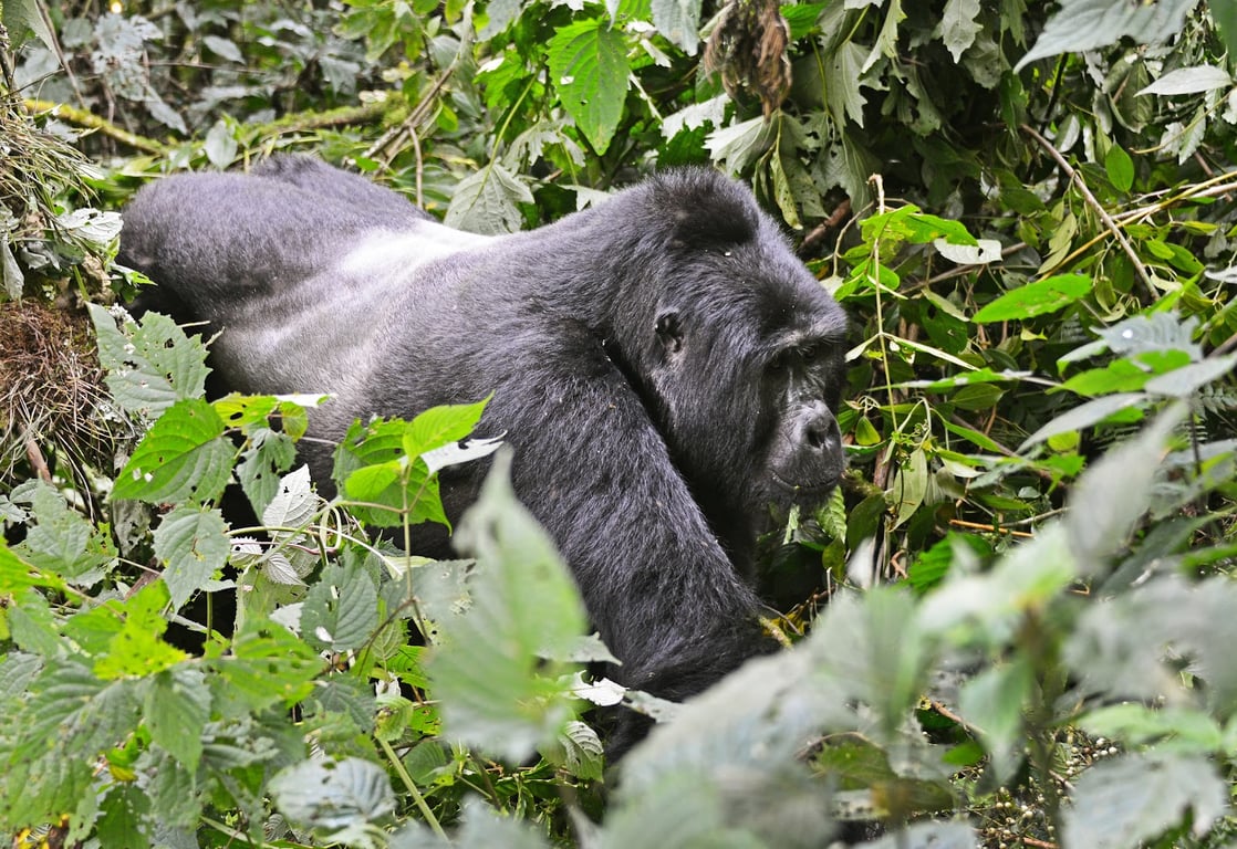 Bwindi Impenetrable Forest