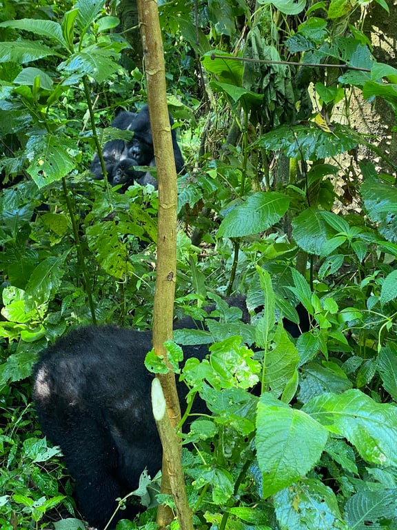 Bwindi Impenetrable Forest