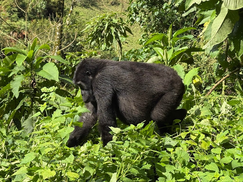 Bwindi Impenetrable Forest