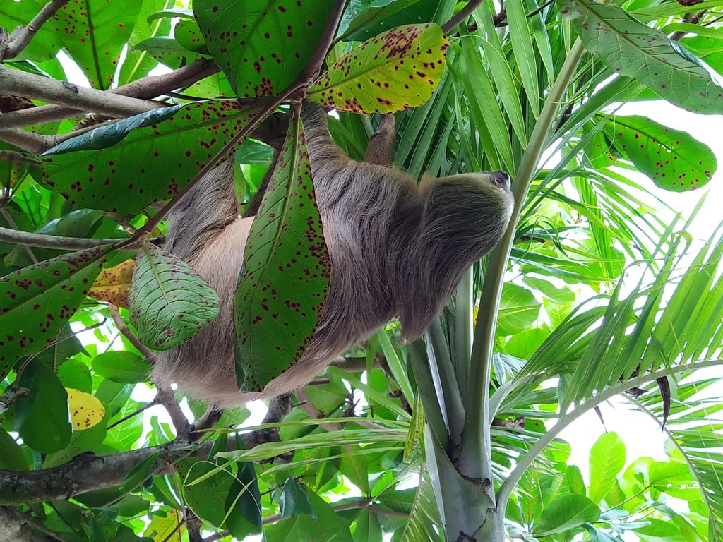 Cahuita National Park