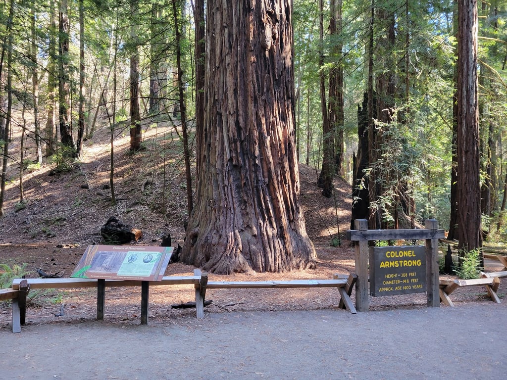 Armstrong Redwoods Reserve