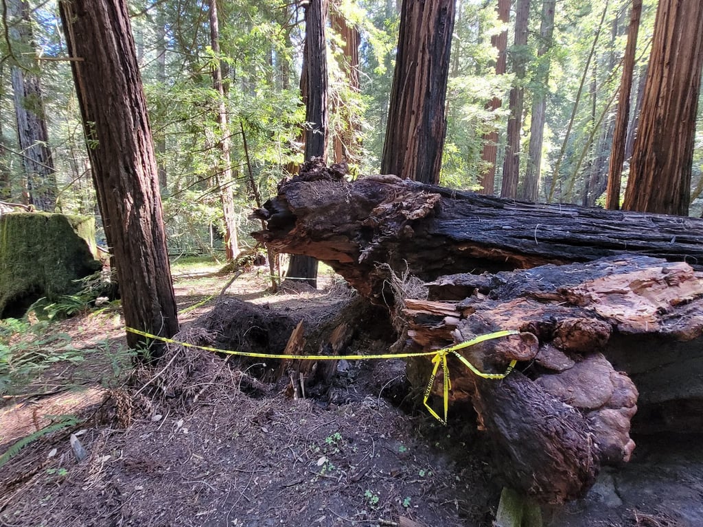 Armstrong Redwoods Reserve