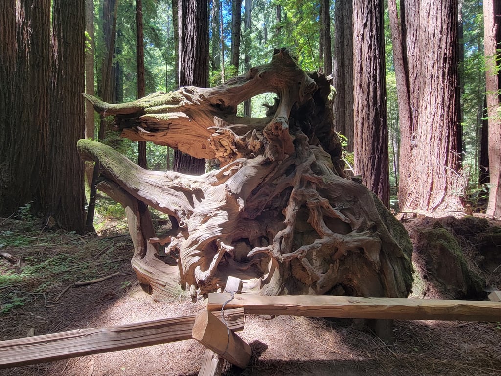 Armstrong Redwoods Reserve