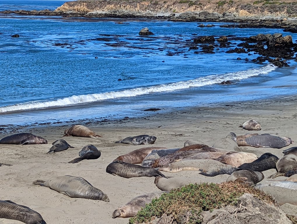 Elephant Seal Vista Point