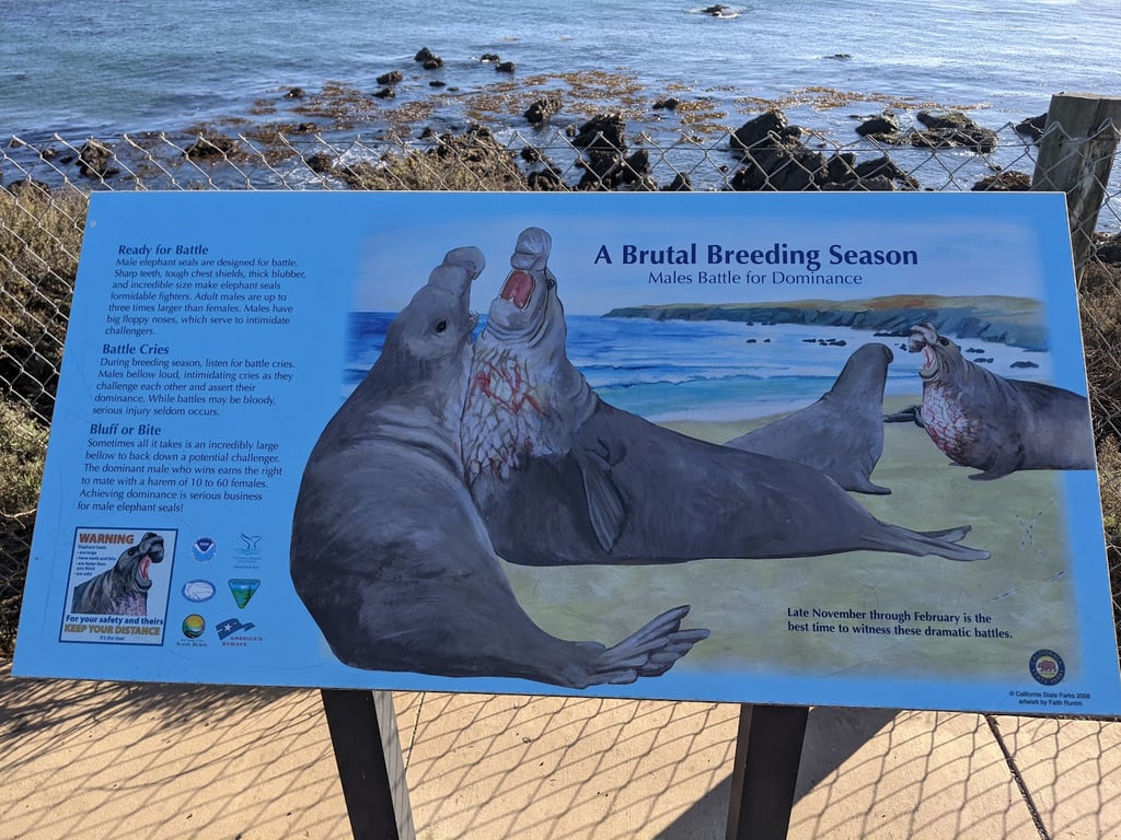 Elephant Seal Vista Point