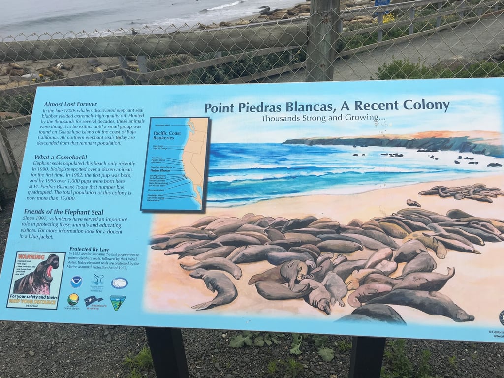 Elephant Seal Vista Point