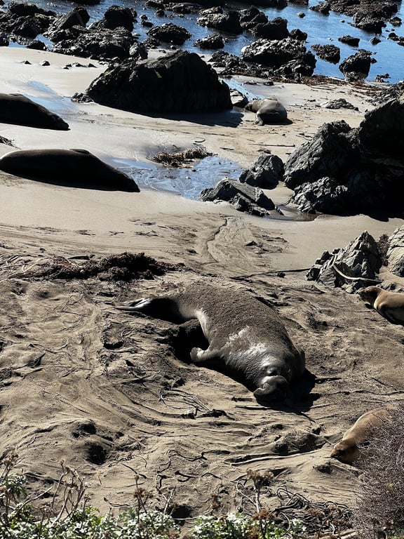 Elephant Seal Vista Point