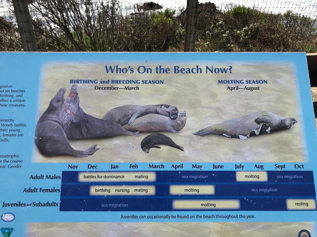Elephant Seal Vista Point