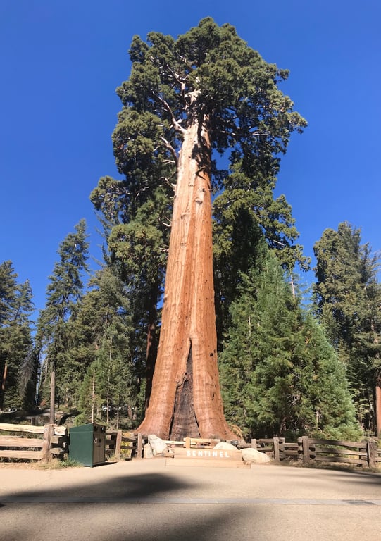 General Grant Tree