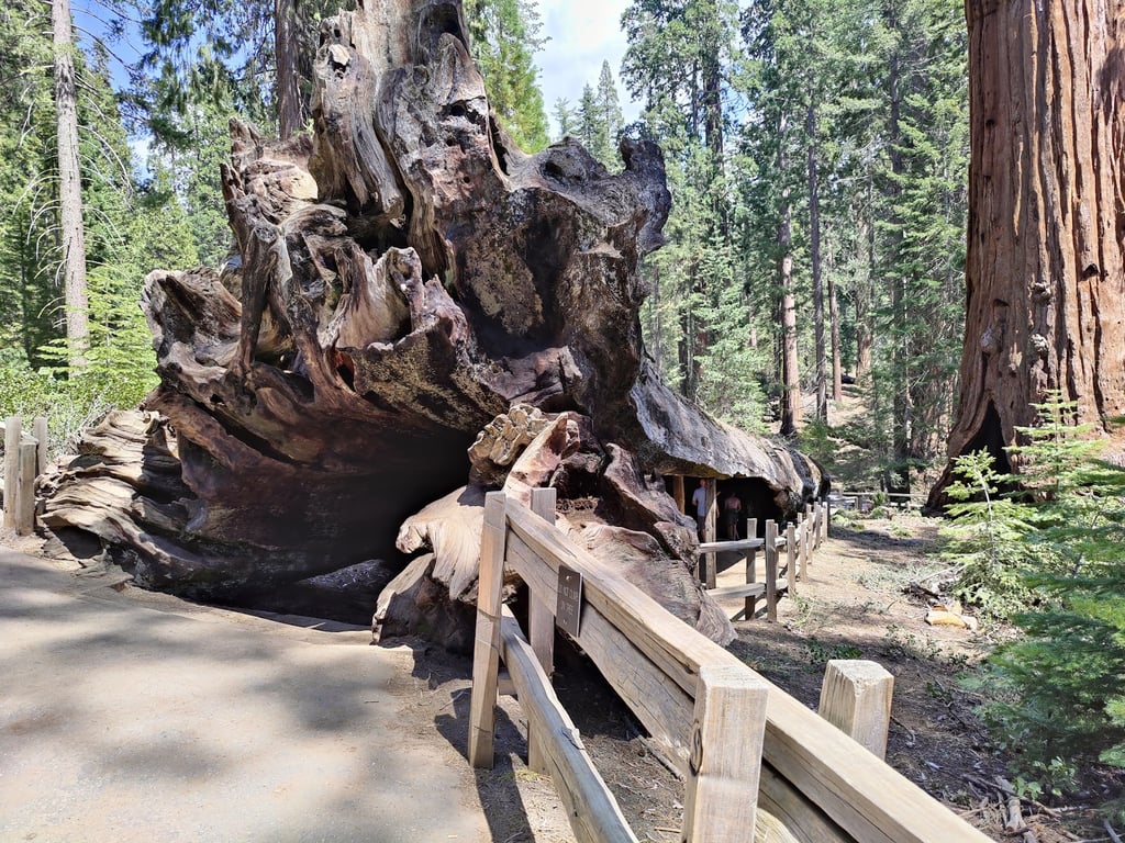 General Grant Tree