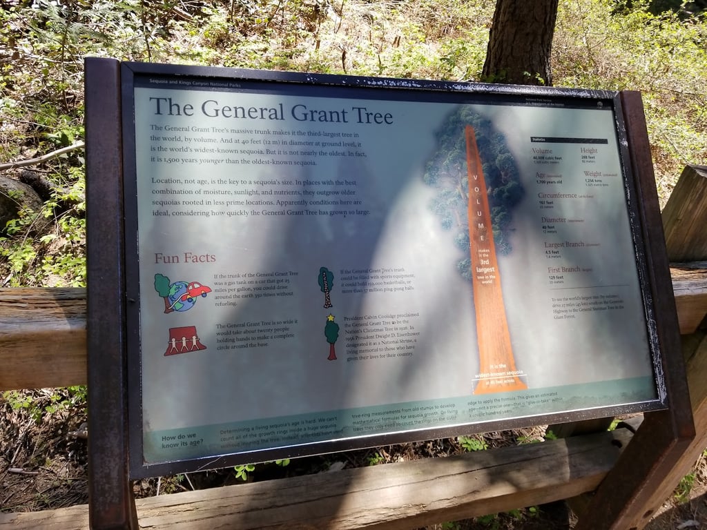 General Grant Tree