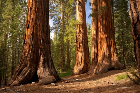 Jedediah Smith Redwoods