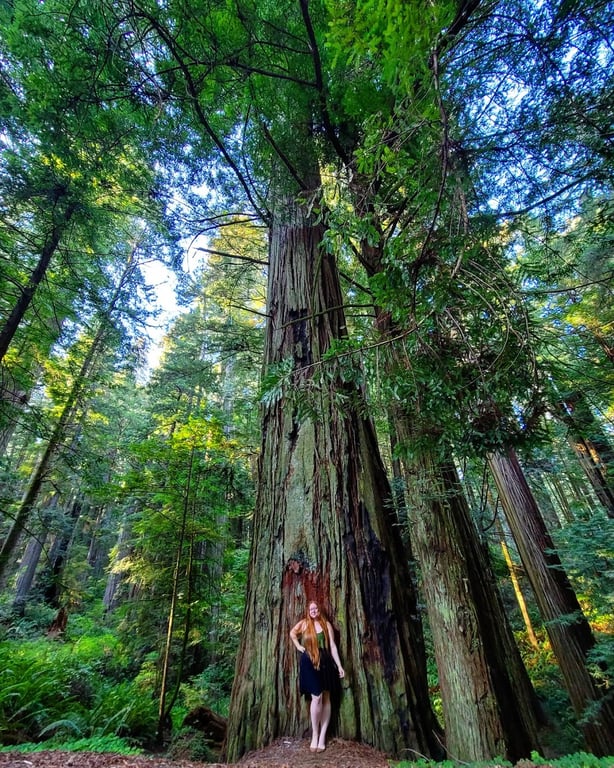 Jedediah Smith Redwoods