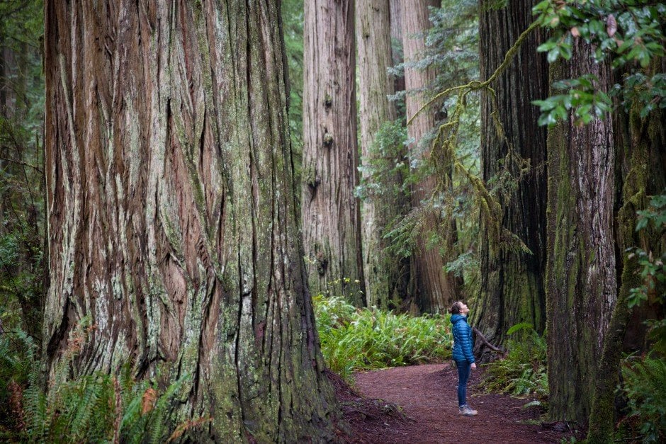 Jedediah Smith Redwoods