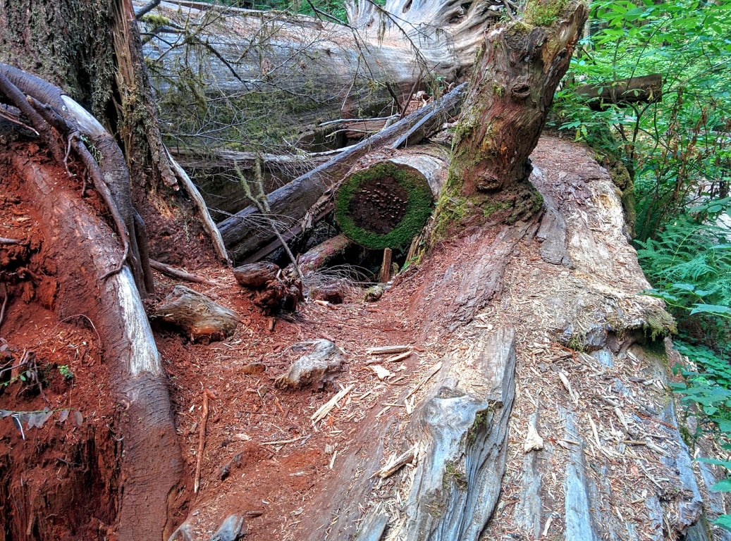 Jedediah Smith Redwoods