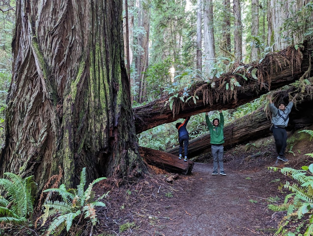 Jedediah Smith Redwoods