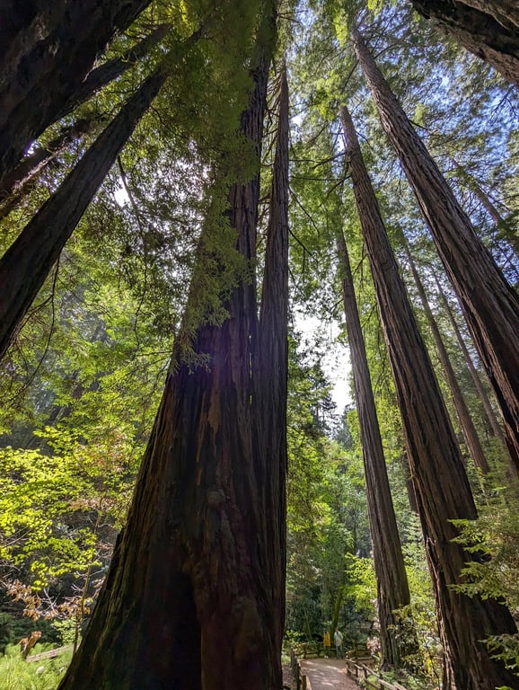 Muir Woods National Monument