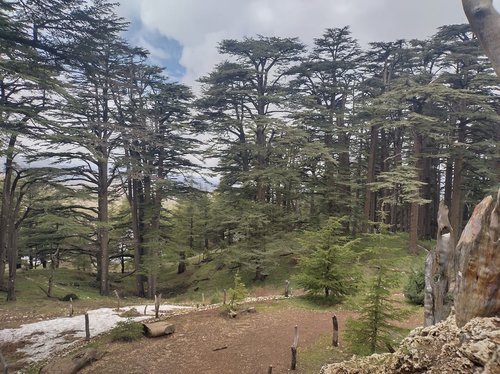 Cedars of God Forest