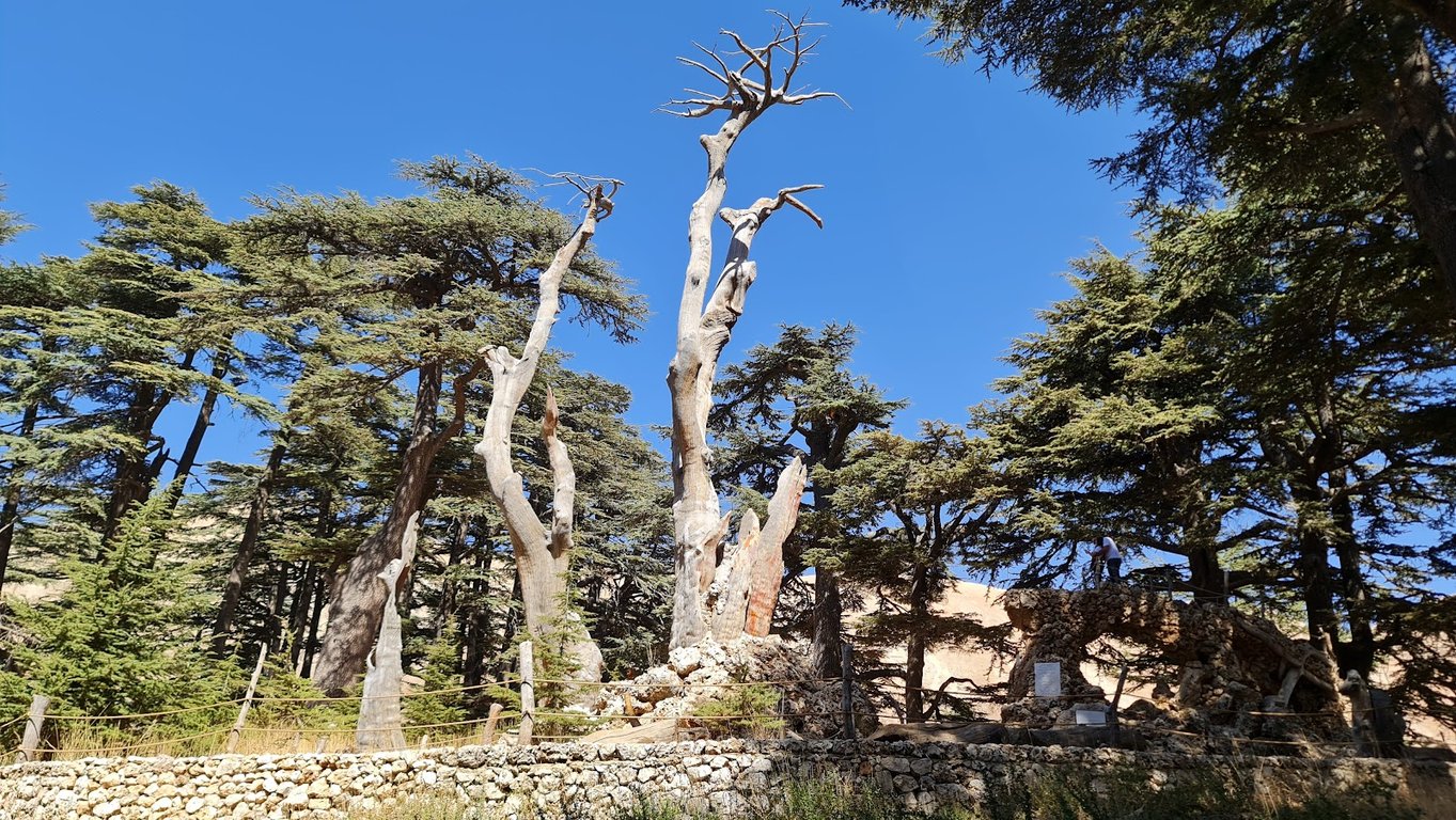 Cedars of God Forest