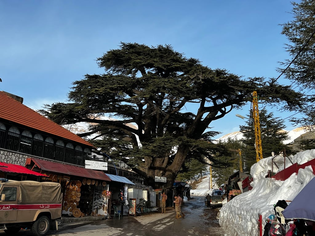 Cedars of God Forest