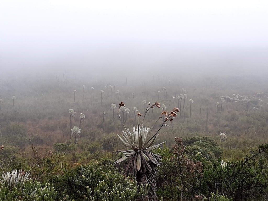 Chingaza National Park