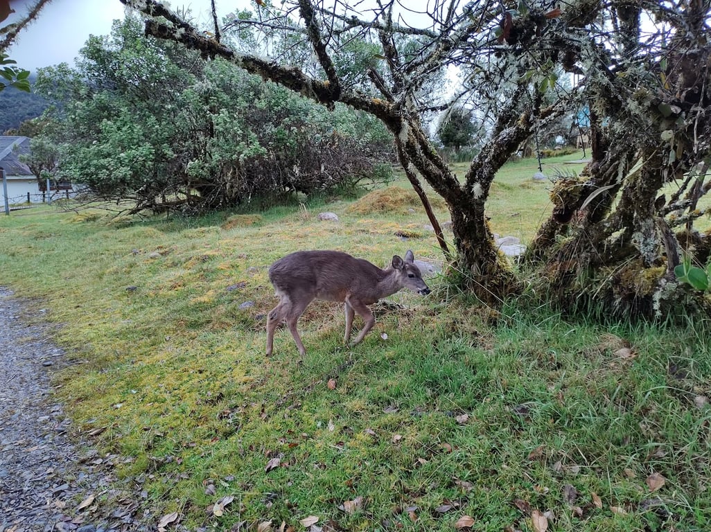 Chingaza National Park
