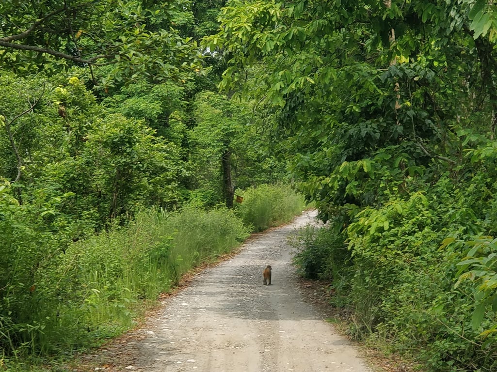 Chitwan National Park
