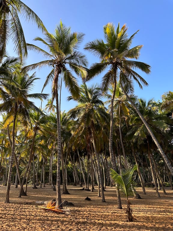 Choroní Beach