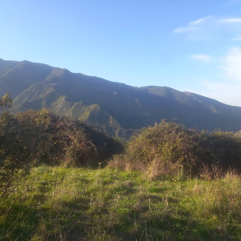 Chréa National Park