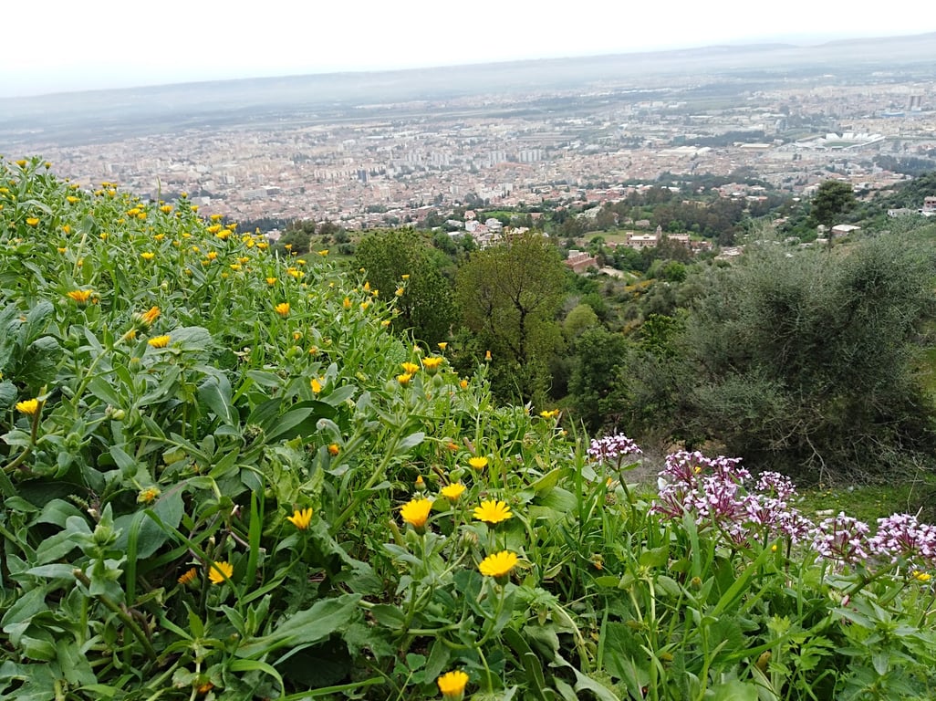 Chréa National Park