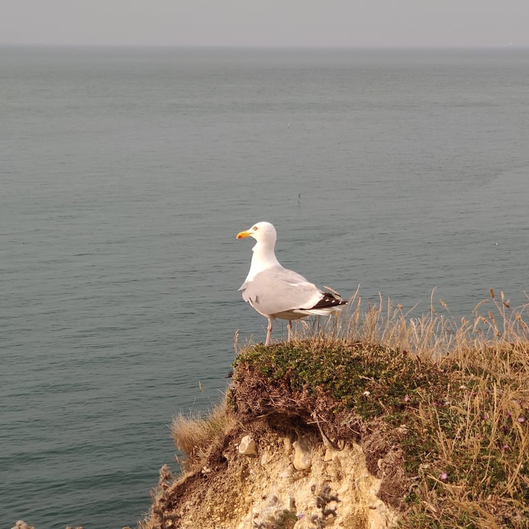 Cliffs of Étretat