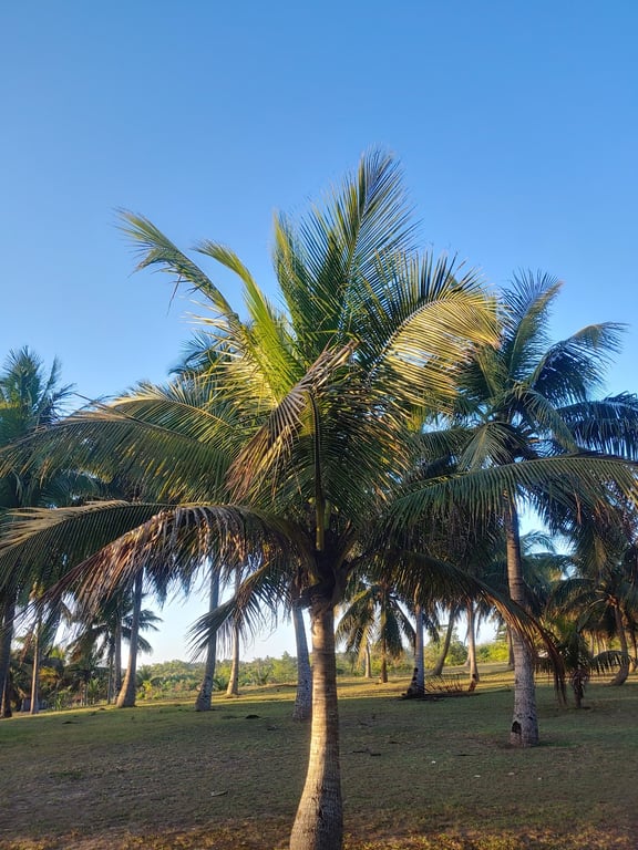 Coco Bay Beaches
