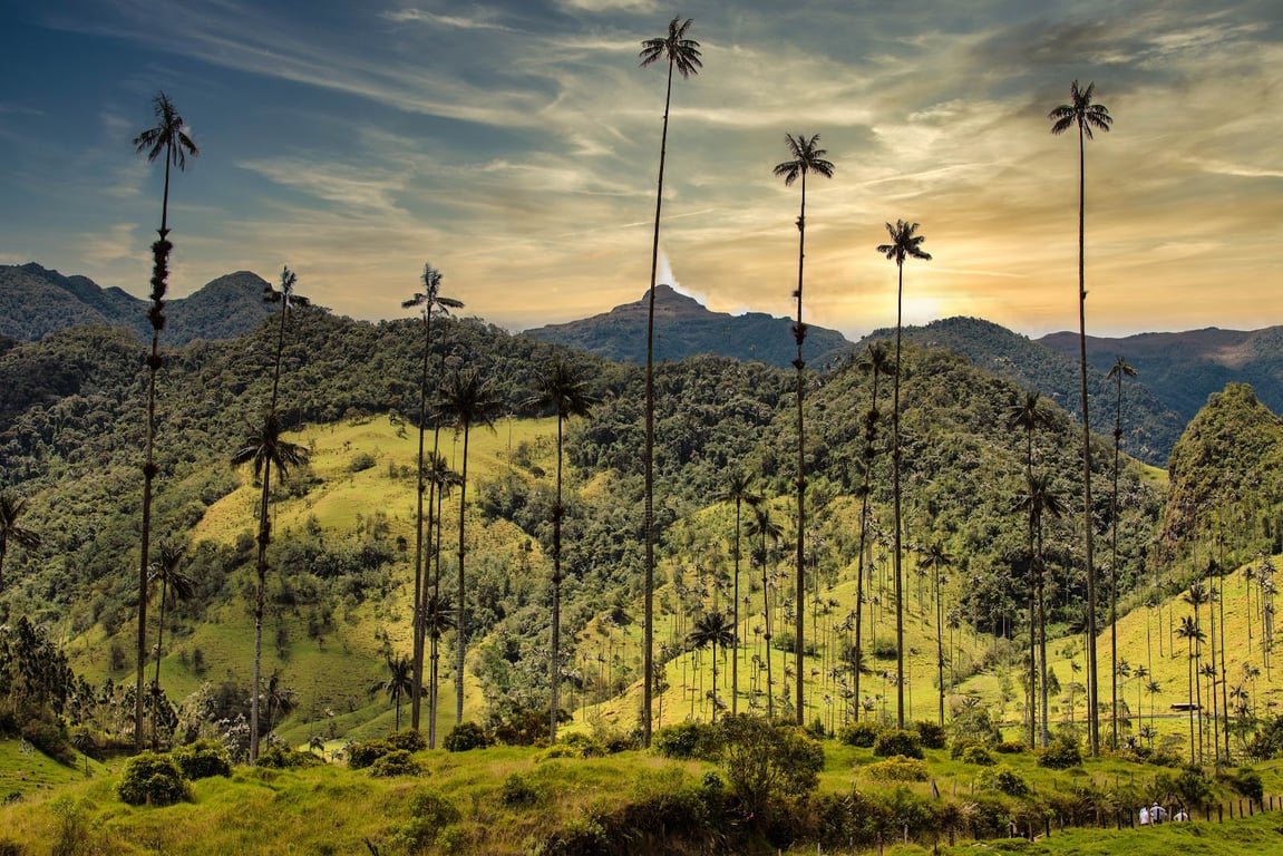 Cocora Valley