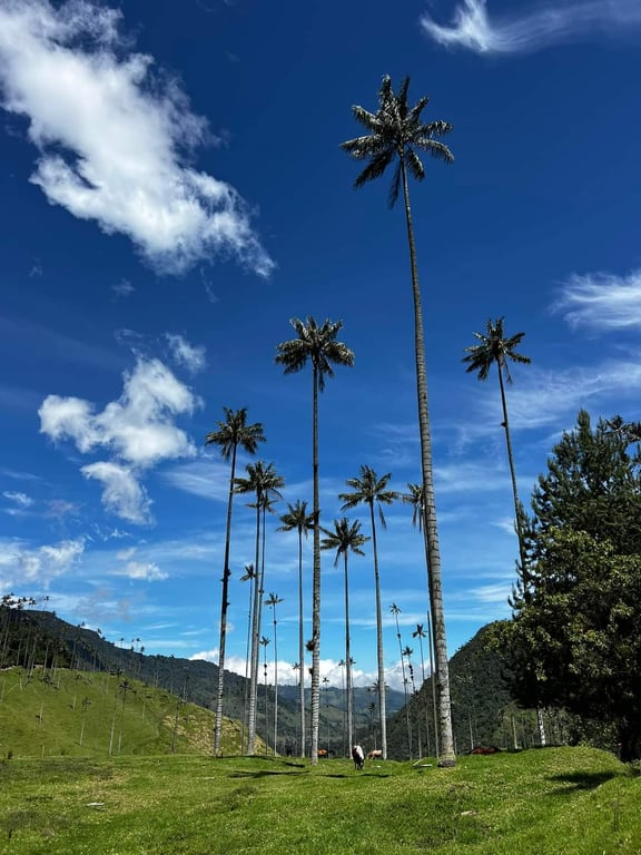 Cocora Valley