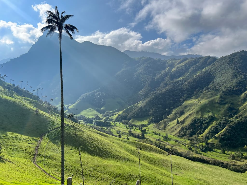 Cocora Valley
