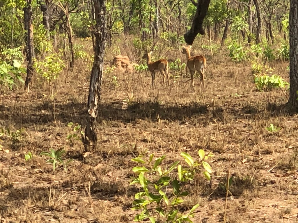 Comoé National Park