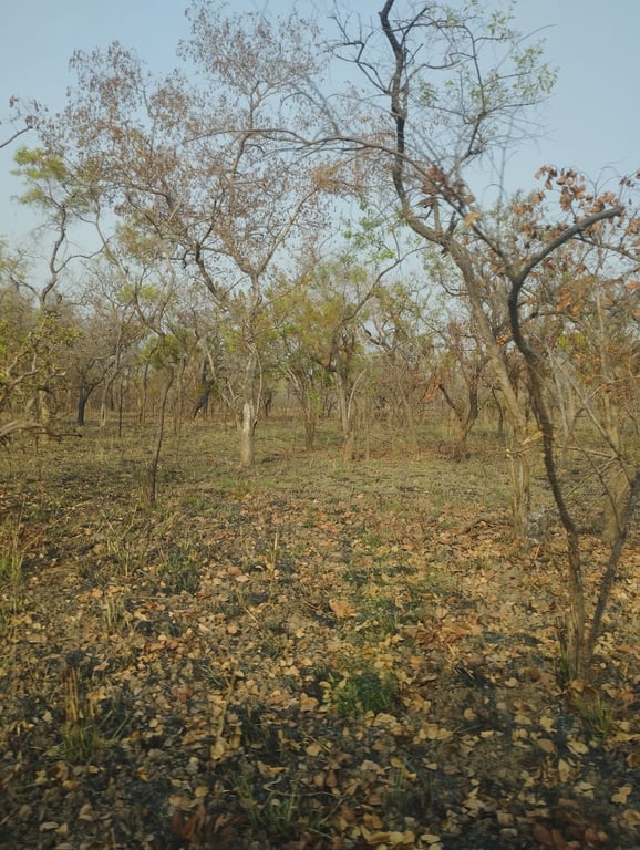 Comoé National Park